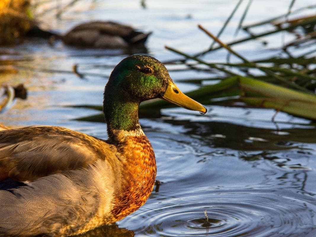 New 10-Acre Lake, Wetlands Area Coming To Inland Empire | Banning, CA Patch