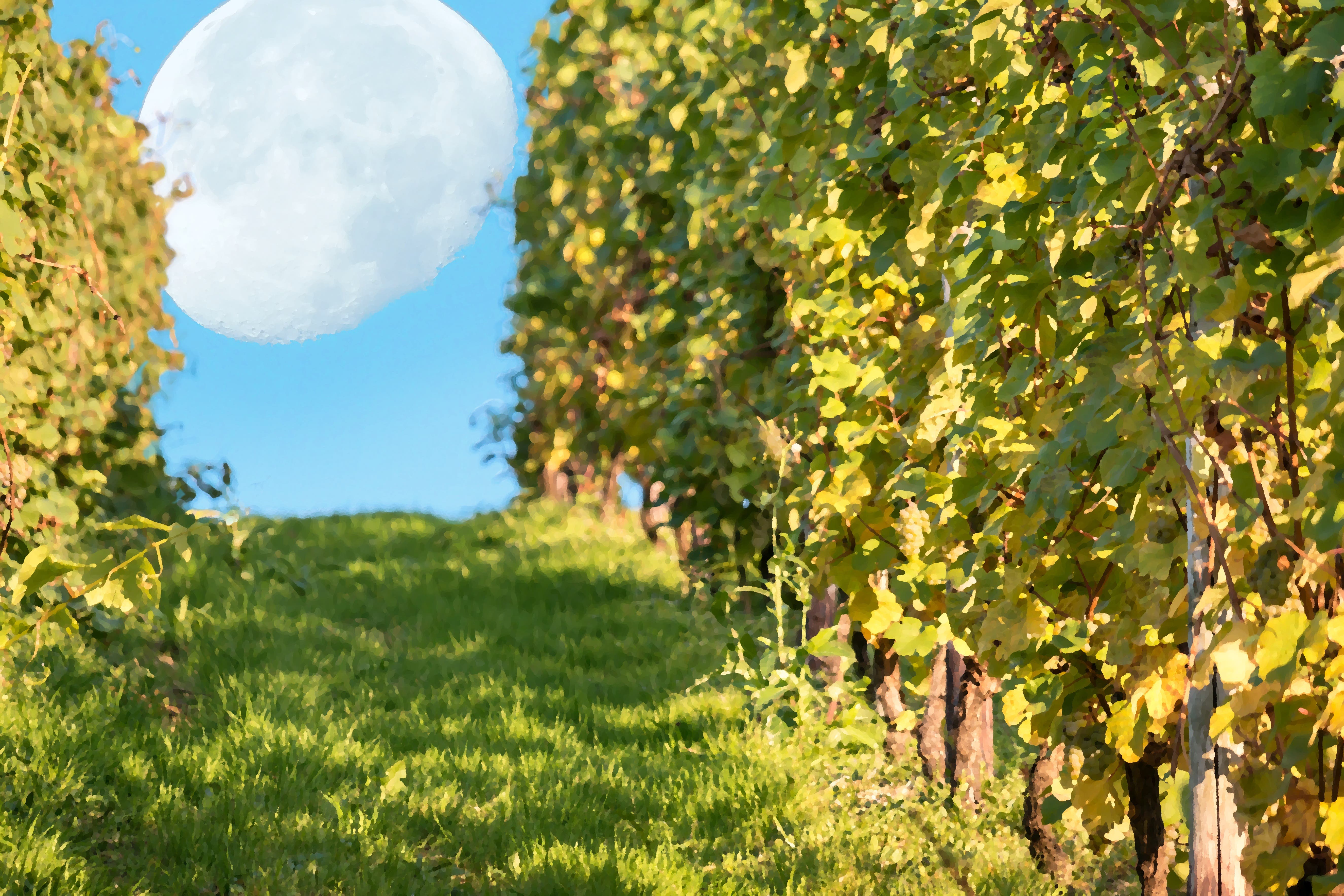 Yoga in the Vineyard with YogaSpace with Heather Morgado