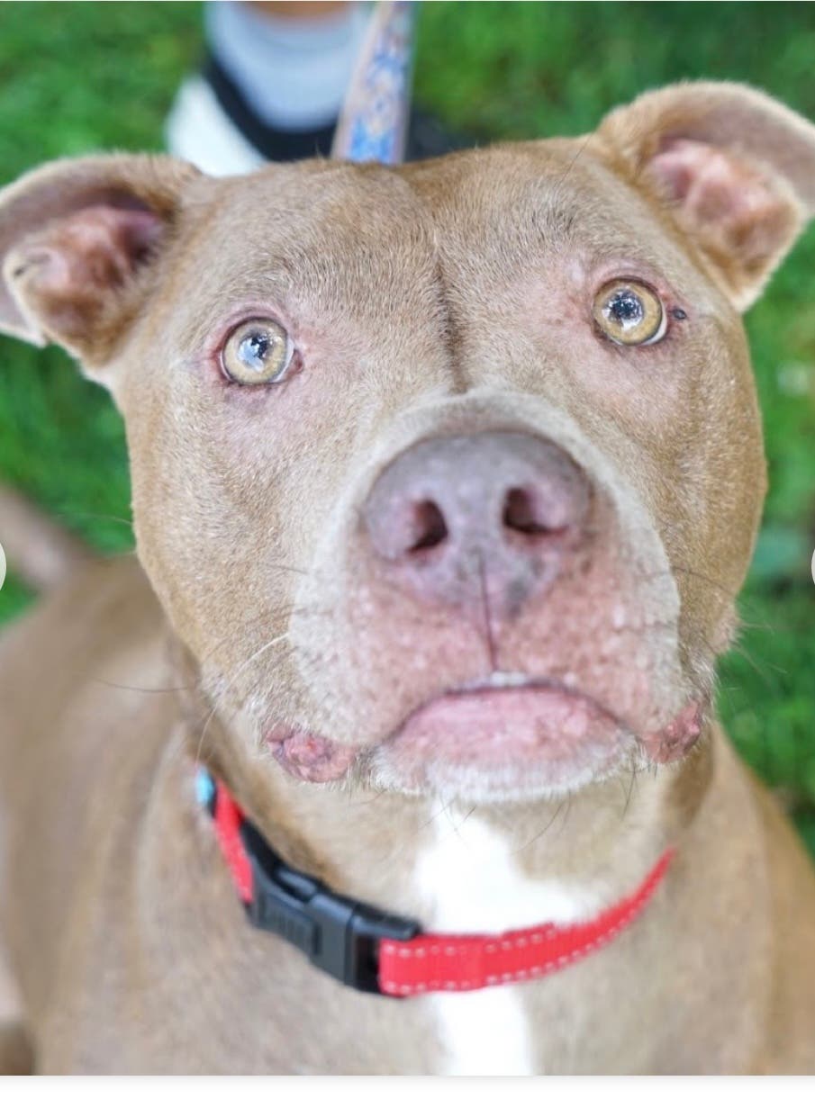 Little Lucy’s Adoptathon!