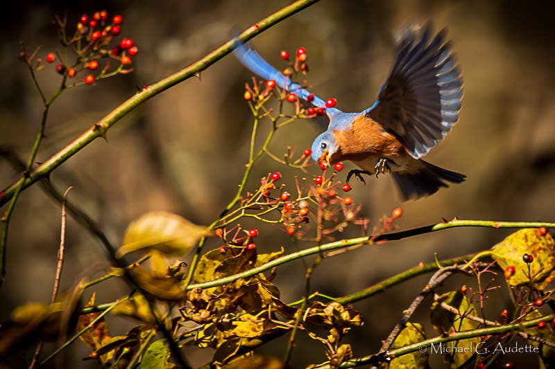 Gardening for Birds (In-Person Event) 