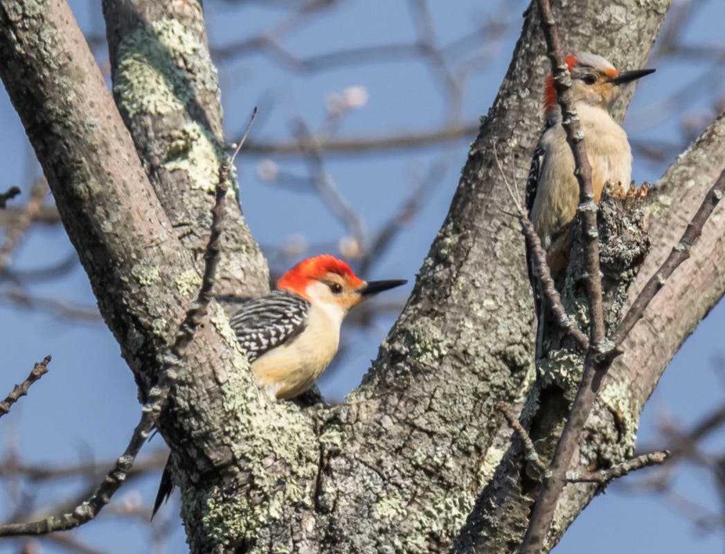 Beginner Birding (In-Person Event) 