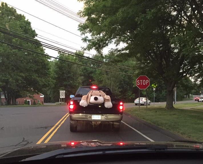https://patch.com/img/cdn20/users/103600/20160622/105834/styles/raw/public/article_images/stuffed_dog_in_truck.jpg