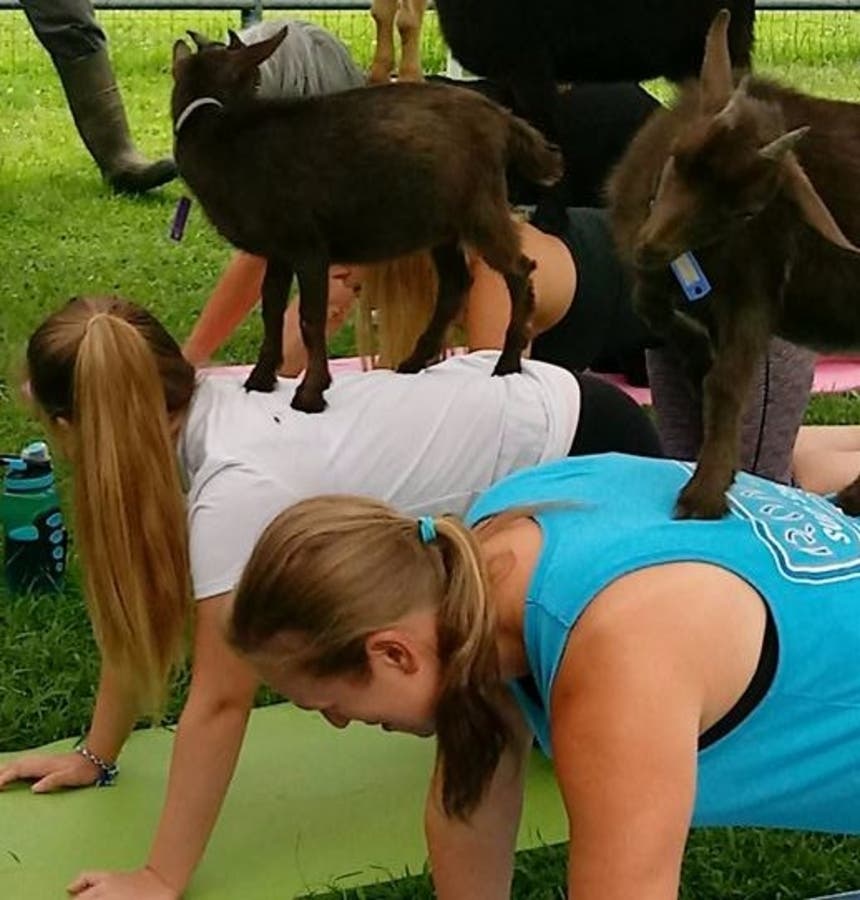 https://patch.com/img/cdn20/users/103600/20170809/115633/styles/raw/public/processed_images/goat_yoga-1502293679-1660.jpg