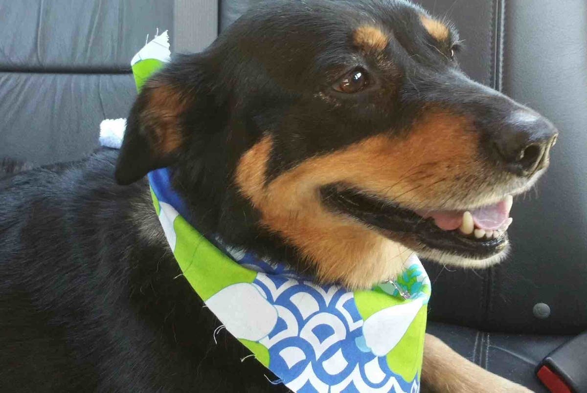 Support Pouring In For Manchester Dog Hit by Car Manchester, CT Patch