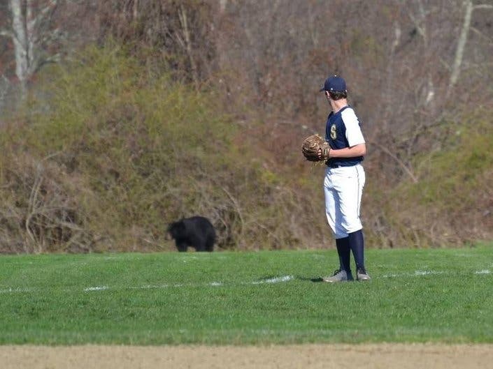 A black bear briefly played the outfield for the Simsbury High School JV team last spring. 