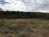 An open field  at the Belding Wildlife Management Area.