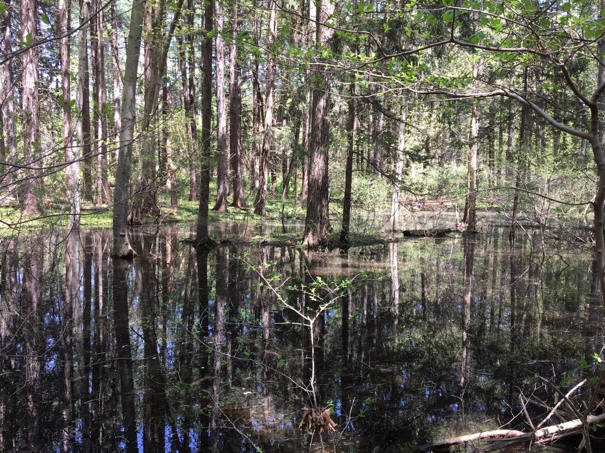 https://patch.com/img/cdn20/users/103600/20190510/061444/styles/patch_image/public/belding-vernal-pool-20190510180928-39685200.jpg