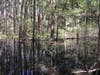 The vernal pool at the Belding Wildlife Management Area.