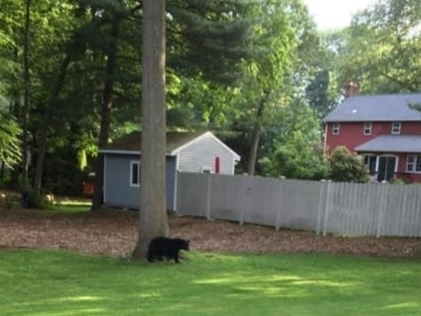 A bear was recently sighted in Manchester's Timber Trail neighborhood. 