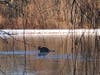 A deer was rescued off an ice-covered pond in Glastonbury on Wednesday.