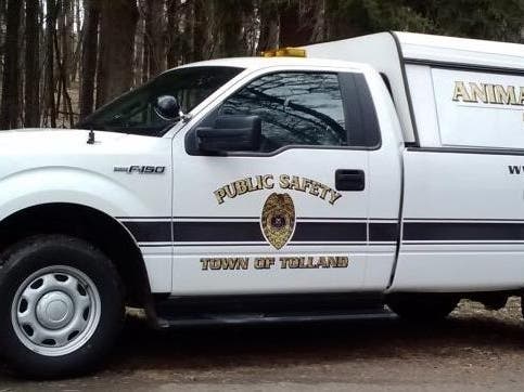 Both pigs and horses were rescued in Tolland in January.