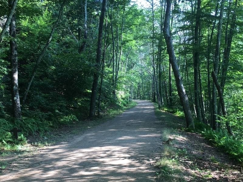 Increrased dog traffic has meant more poop and problems on Tolland trails, officials say.