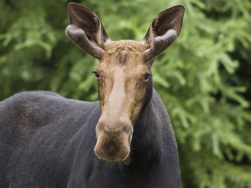 A moose appears to be on the loose in Farmington.