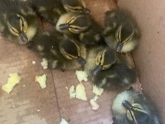 The duckling rescused in Farmington Wednesday.