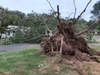 A tree across Crestridge Drive in Vernon 