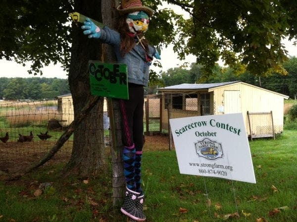 It's time for the annual scarecrow contest at Strong Family Farm In Vernon. 