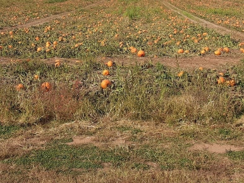 Area pumpkin patches are primed for pickers, even with 2020 changes.  