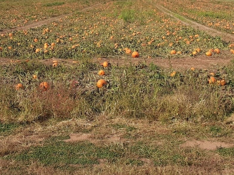 Pumpkin picking is still an option amid the coronavirus pandemic.​