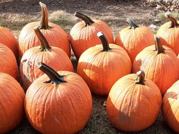 Pumpkins from local patches can easily be turned into pies. 