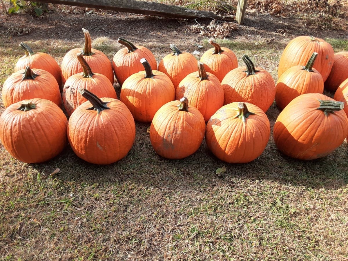 A trip to a local pumpkin patch can’t be complete without a few good reads. 
