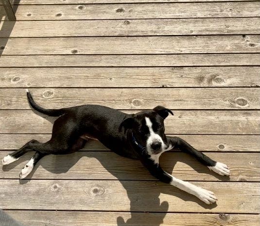 Ollie the dog has been found after going missing for four days.