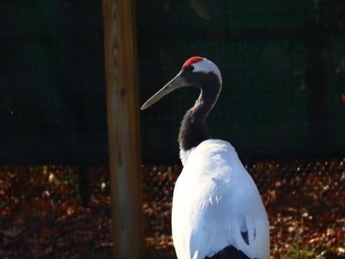 The Ripley Waterfowl Conservancy in Litchfield.
