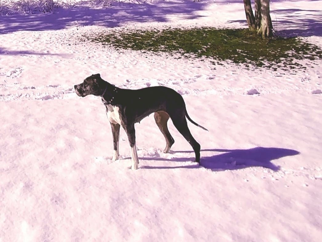 Maya, a West Hartford Great Dane, was known for chasing off bears in her neighborhood. 