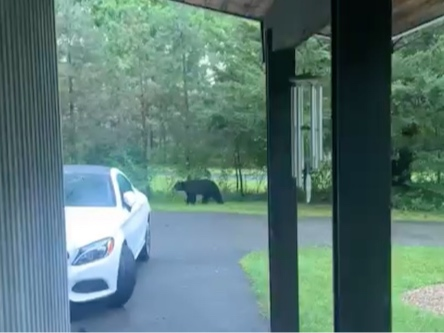A black bear wandering through a Farmington neighborhood has become "commonplace," officials are saying. 