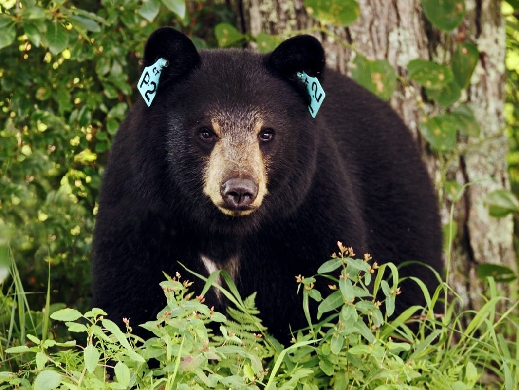 A bear incident took place in West Hartford. 