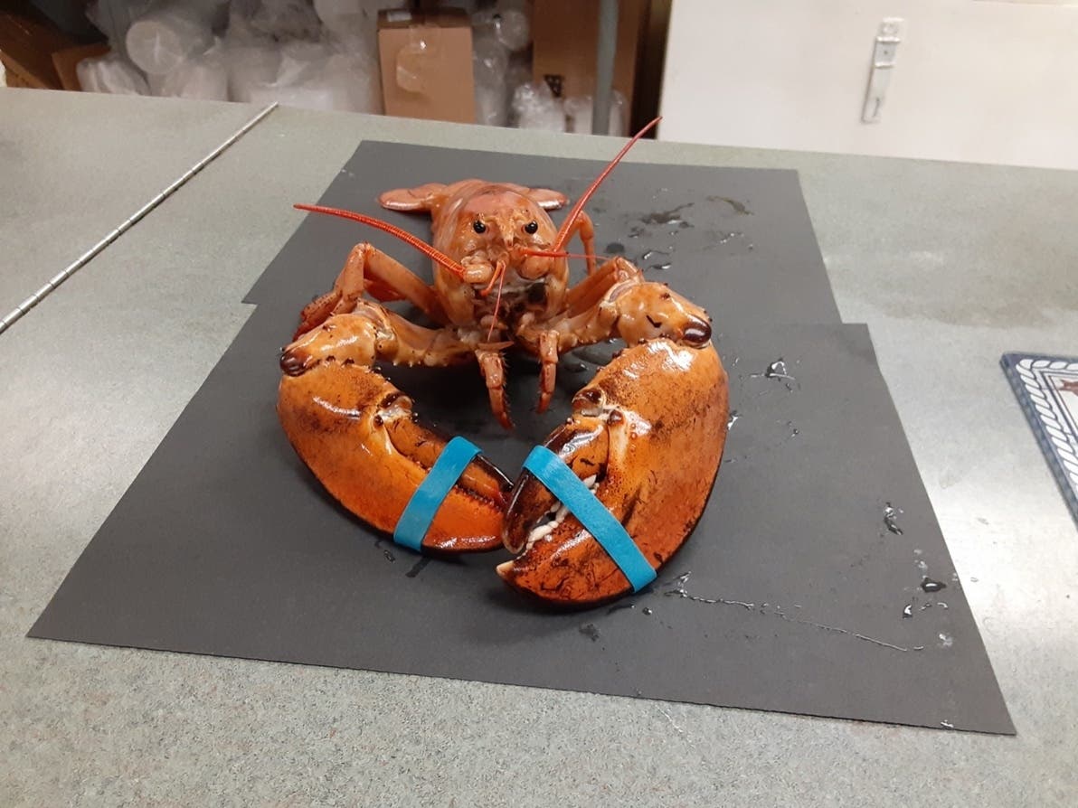 A rare orange lobster has been hanging out at Charlie's Fresh Catch in Vernon before heading to a nature center at Hammonasset Beach State Park.