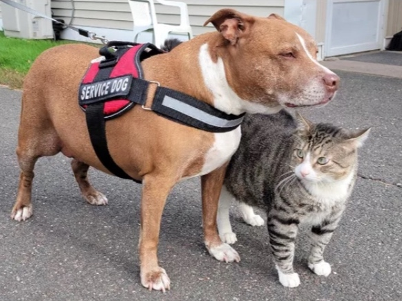 Sheba, a service dog in Tolland, needs help with surgical expenses. 