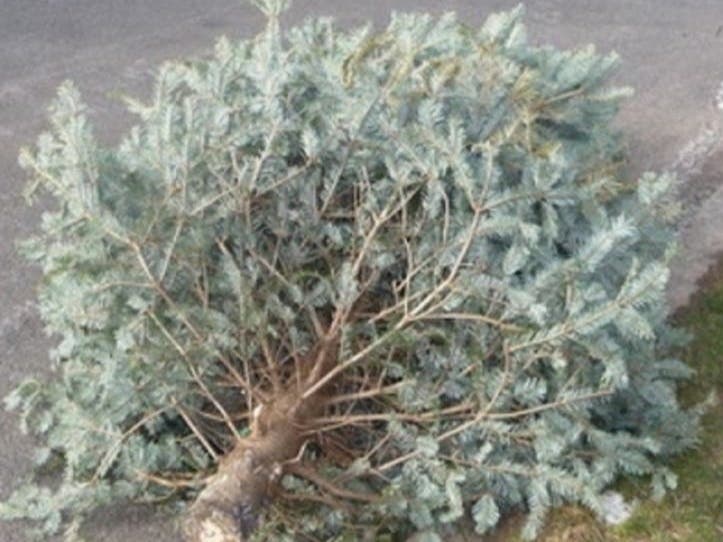 Christmas tree disposal procedures have been posted in West Hartford. 