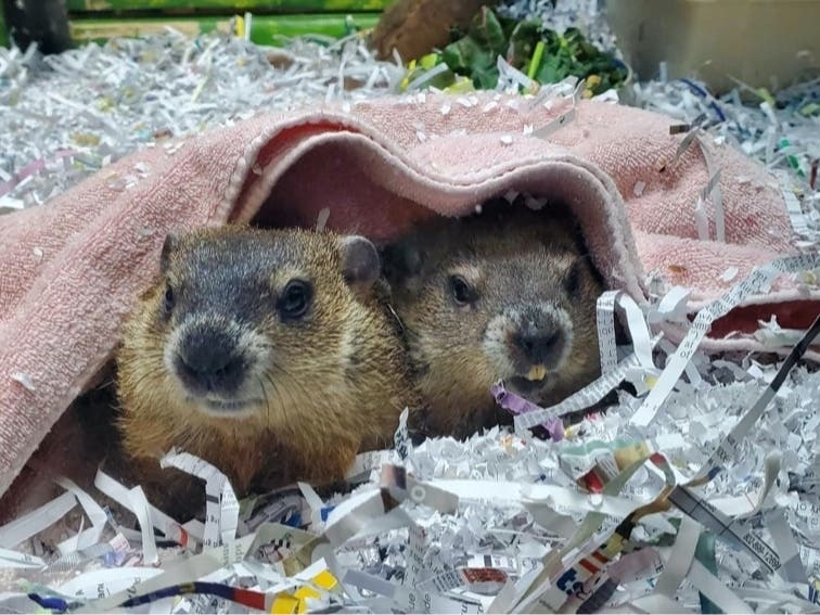 Chuckles XI (right) is flanked by his adopted sister, Jolene, Wednesday at at the Lutz Children's Museum in Manchester. He saw his shadow on Groundhog Day and predict six more weeks of winter. 