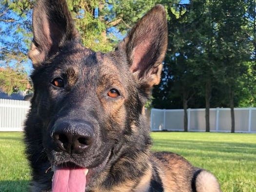 Southington PD canine officer Tank. 