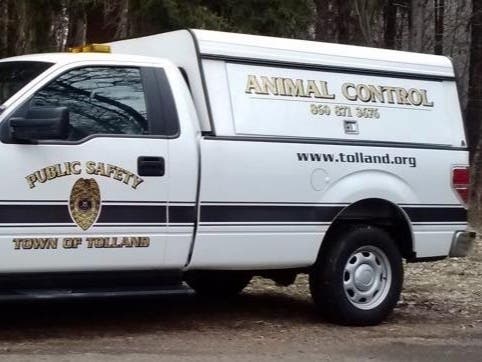 It's time for the annual unlicensed dog survey in Tolland. 