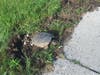 A local turtle laying her eggs on the Rockville section of Vernon Monday. 