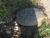 A local turtle laying her eggs on the Rockville section of Vernon Monday. 