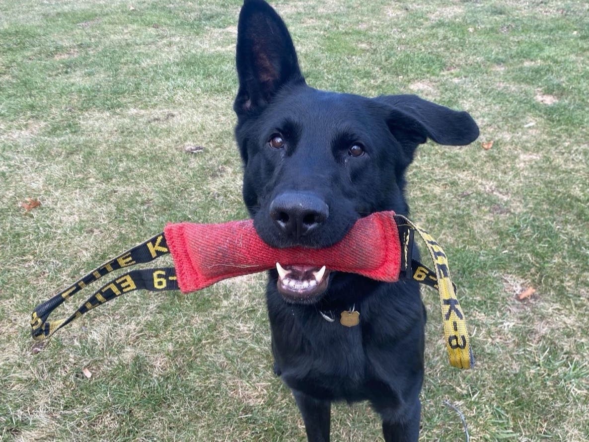 Connecticut State Police canine Drago snagged a drug stash after a traffic stop in Tolland.  