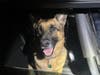A German shepherd sits in a Vernon police cruiser Sunday as officers try to locate its owner, an effort that proved to be successful. 
