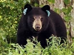 Several bear sightings have been reported in Vernon this month. 