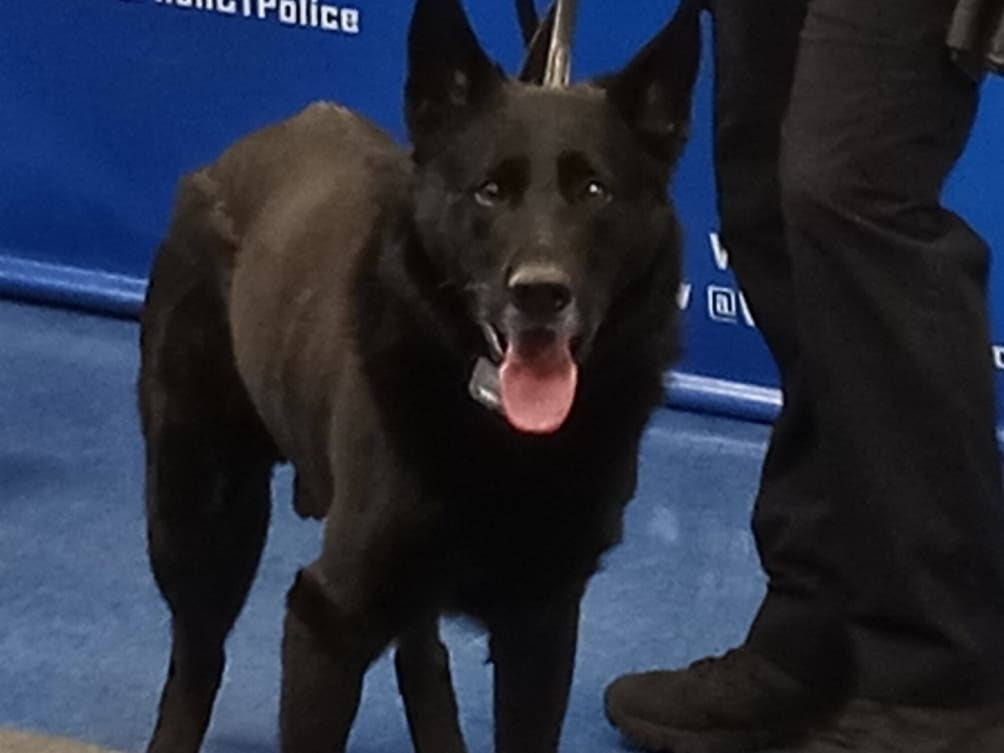 Recently retired Vernon police dog Tengo has died at 9, Vernon officials 