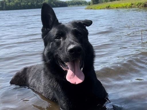State police dog Drago ended a long chase with a bark earlier this week. 