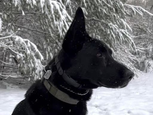 State police dog Drago has another arrest to his credit.
