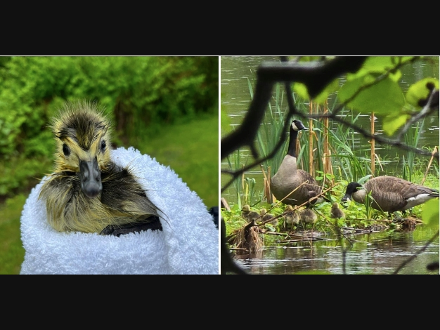 A young goose that fell into a drain was rescued in Glastonbury, thanks to an alert citizen and an animal control officer.  
