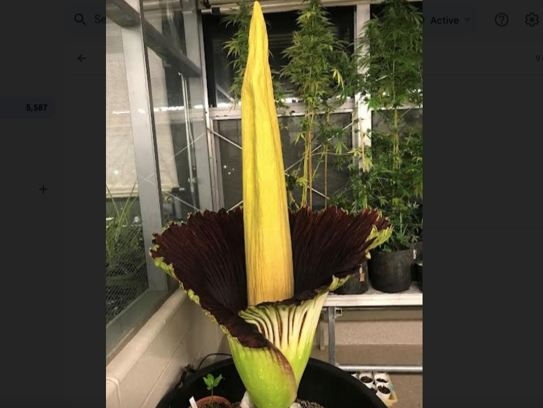 A rare plant is ready to put in a show at Eastern Connecticut State University. 