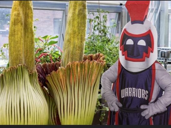 Eastern is hosting the rare "corpse flower."