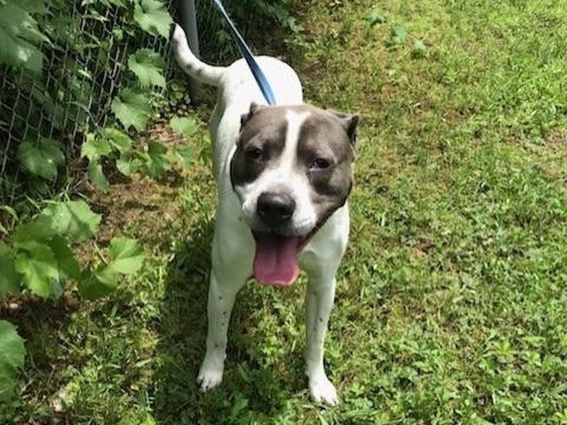 Zooka, one criminally malnourished, is looking for a new home. 