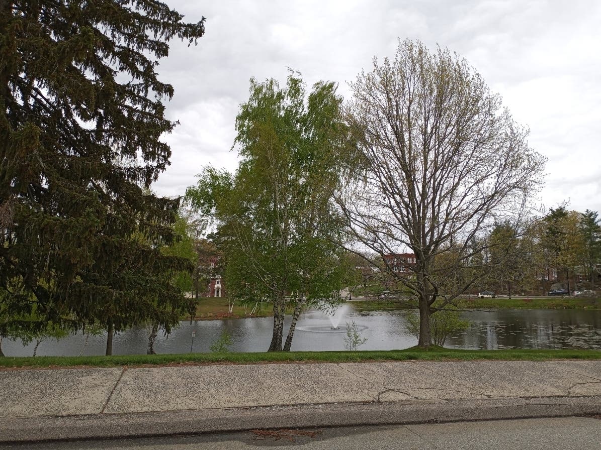 UConn's trees have earned it a Level II Arboretum classification.