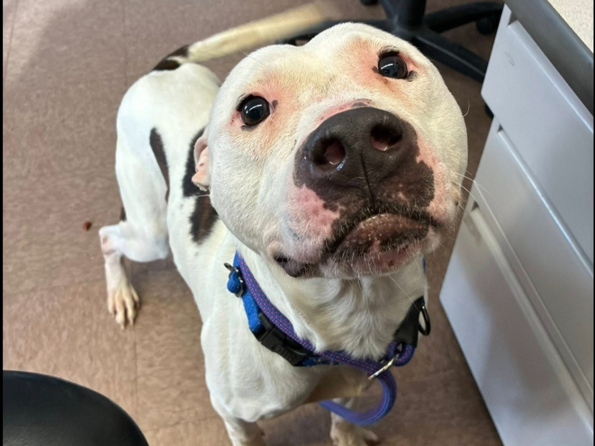 Chance the wandering dog has a new home, Manchester Animal Control officials said. 