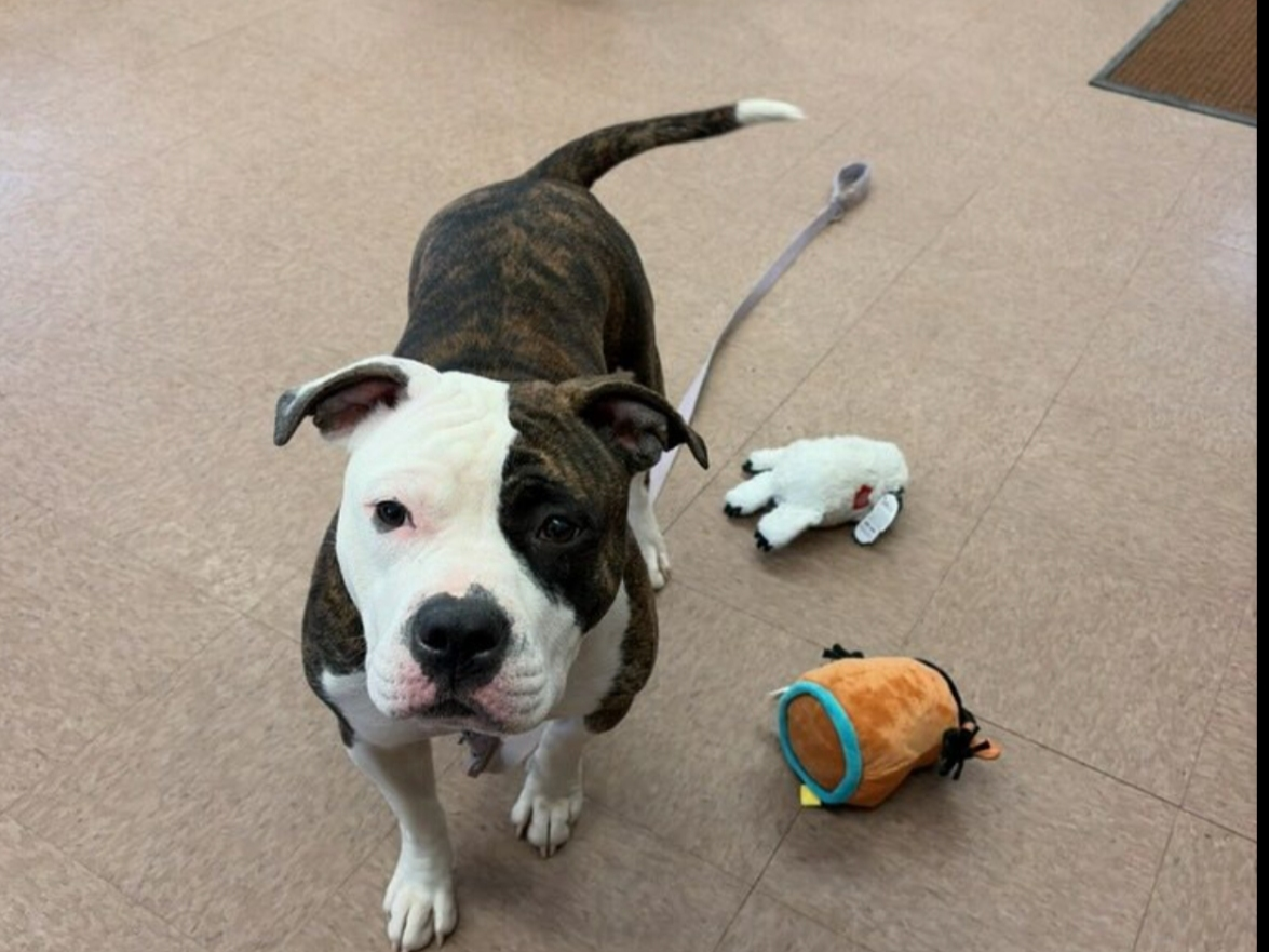 Panda, a young dog at Manchester Animal Control, is available for adoption and needs time to warm up.